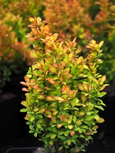 Berberys Thunberga 'Summer Sunset' ®